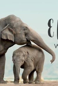 Ivory Ella Capitalises on the World’s Fascination With Elephants - Spoiled Brat