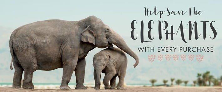 Ivory Ella Capitalises on the World’s Fascination With Elephants-Spoiled Brat